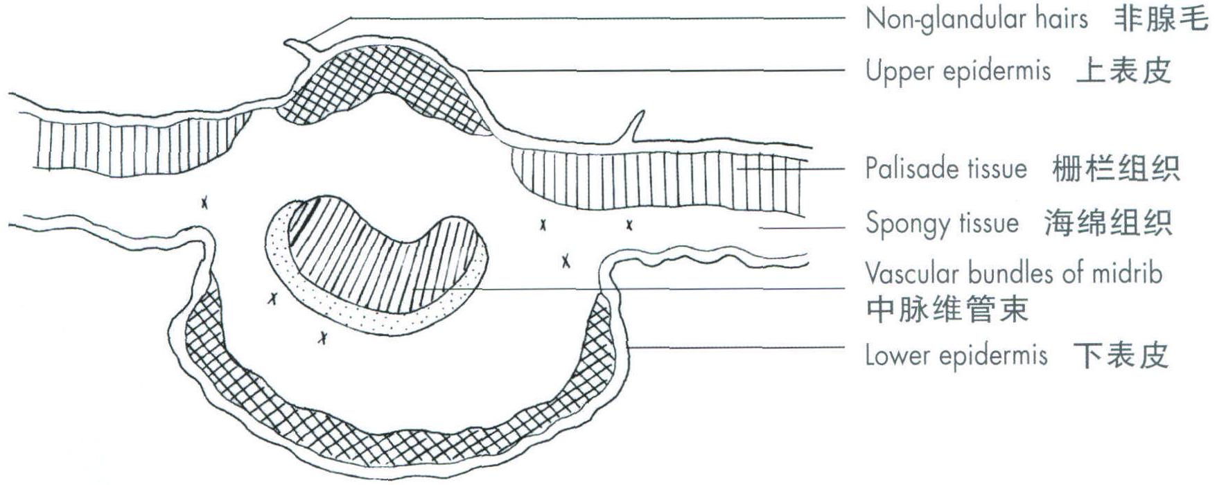 Herba Violae